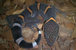 Китайський леопард або в'єтнамський ебблер - що він є? Китайський леопард або в'єтнамський ебблер - що він є?